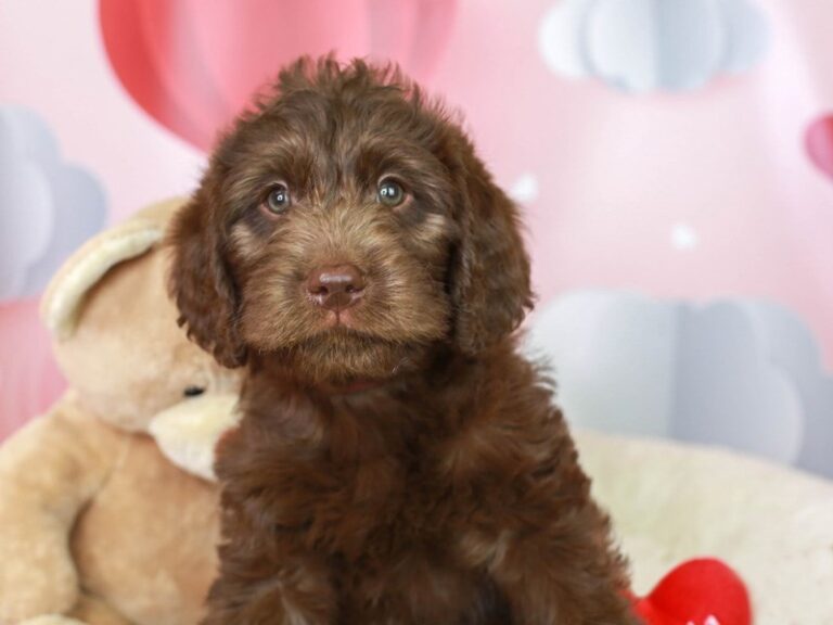 Labradoodle