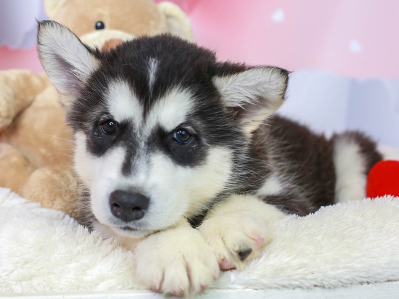 Alaskan Malamute-Male--2991286-Animal Kingdom | Puppies N Love