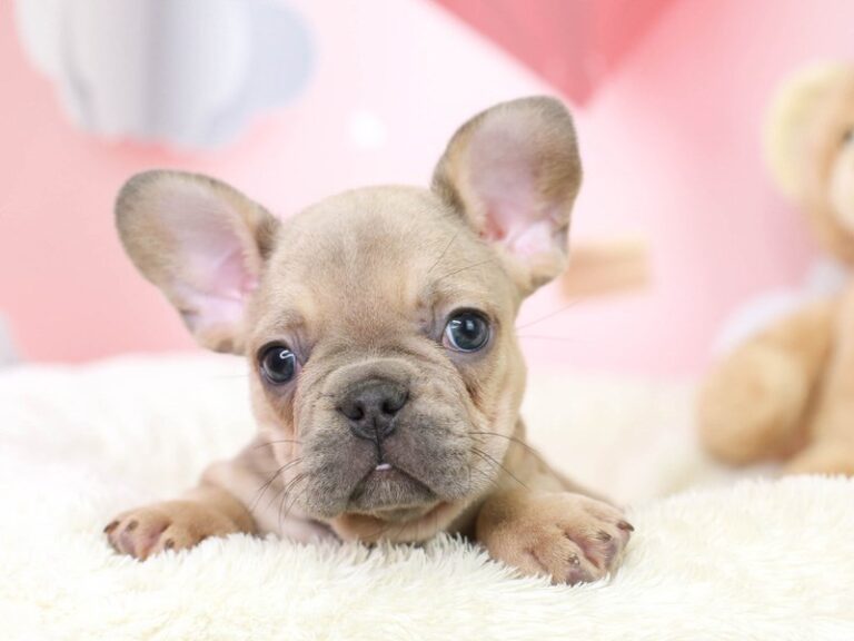 French Bulldog