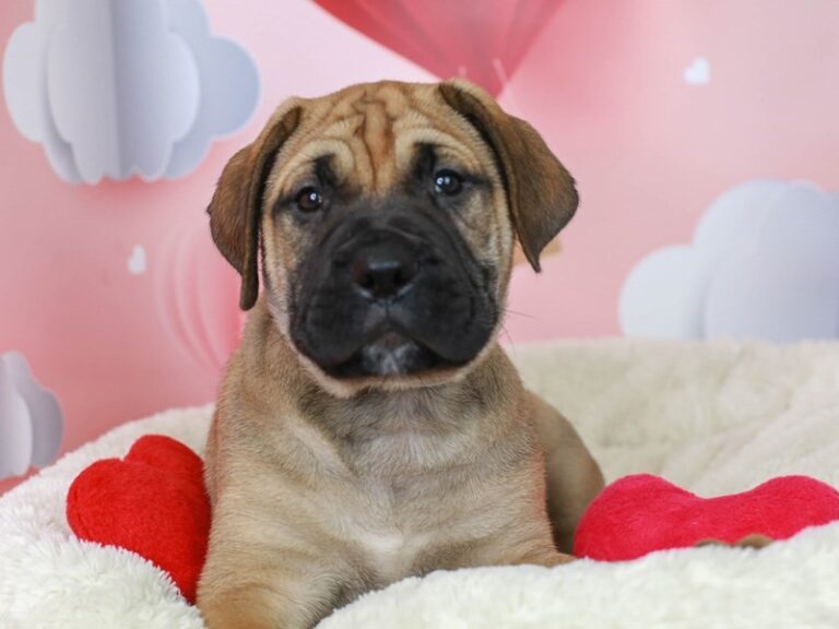 Bullmastiff