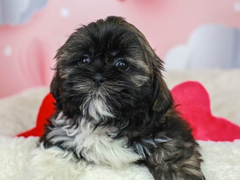 Shih Tzu