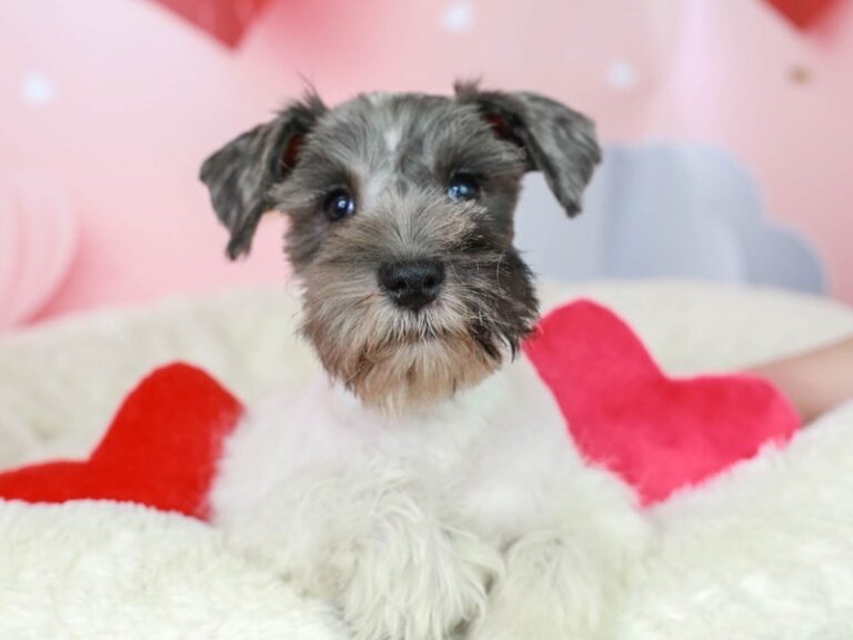 Mini Schnauzer