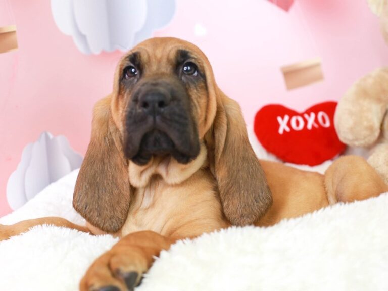 Bloodhound