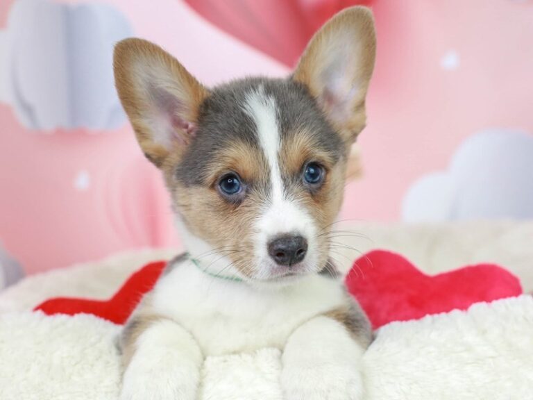 Pembroke Welsh Corgi