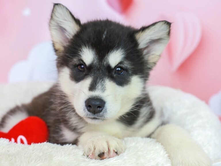 Alaskan Malamute