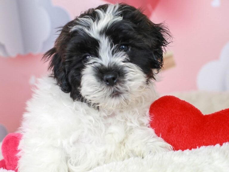 Shih Poo
