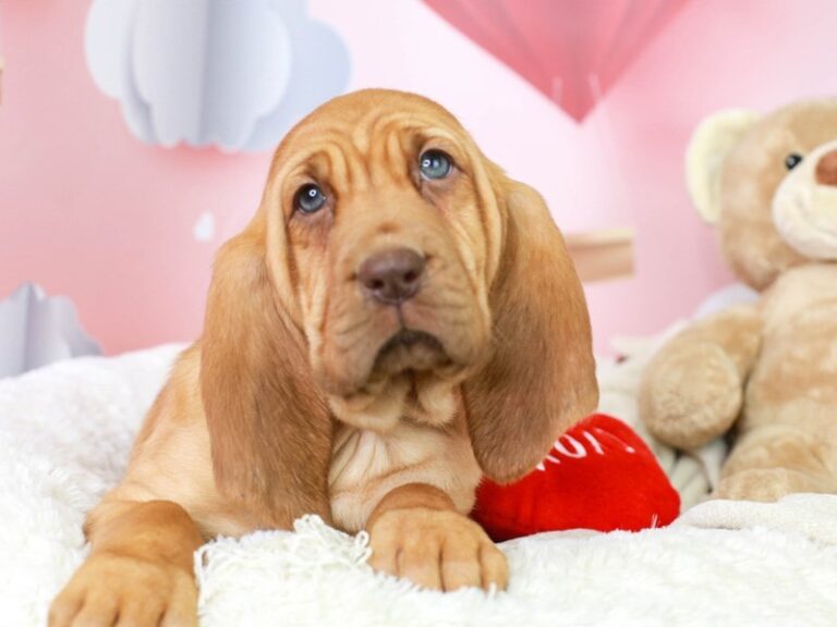 Bloodhound