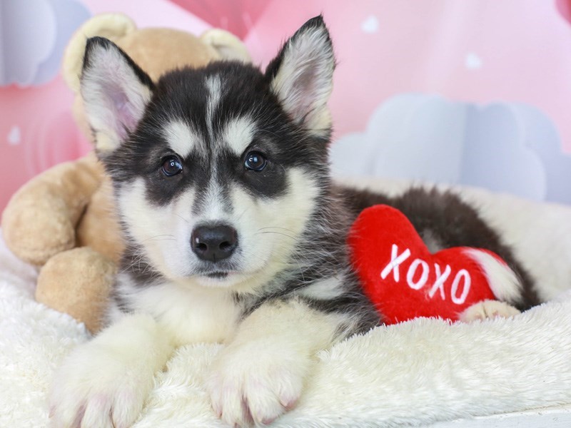 Alaskan Malamute-Male--2991284-Animal Kingdom | Puppies N Love