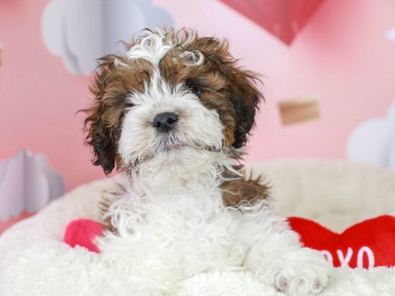 Shih Poo
