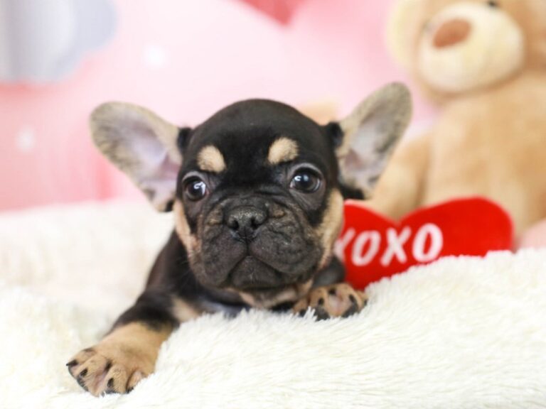 French Bulldog