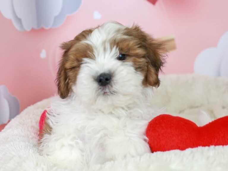 Shih Poo