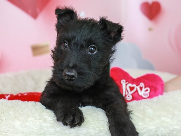 Scottish Terrier