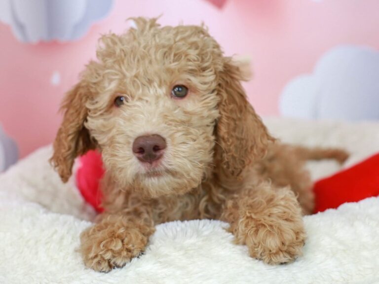 Goldendoodle