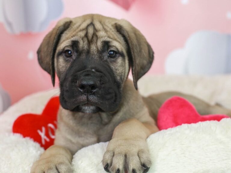 Bullmastiff