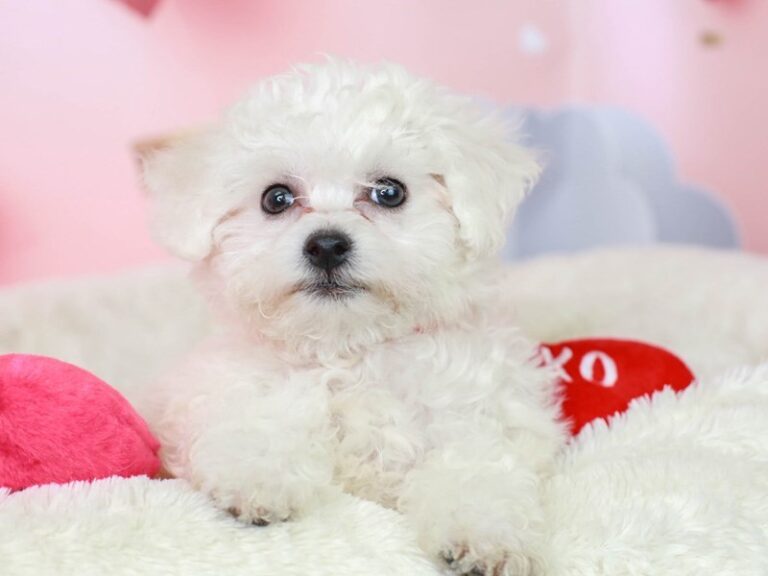 Bichon Frise