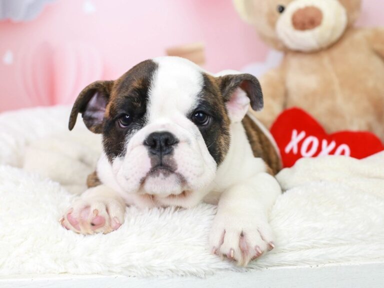 English Bulldog