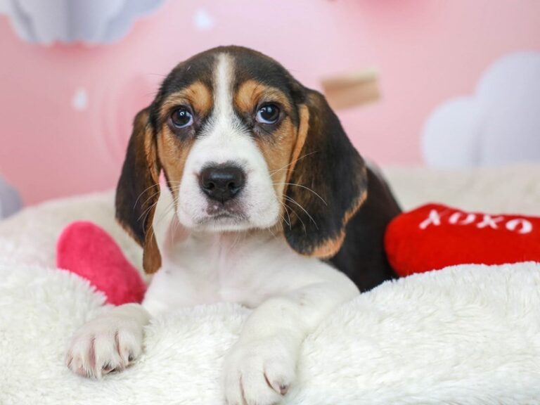 Beagle