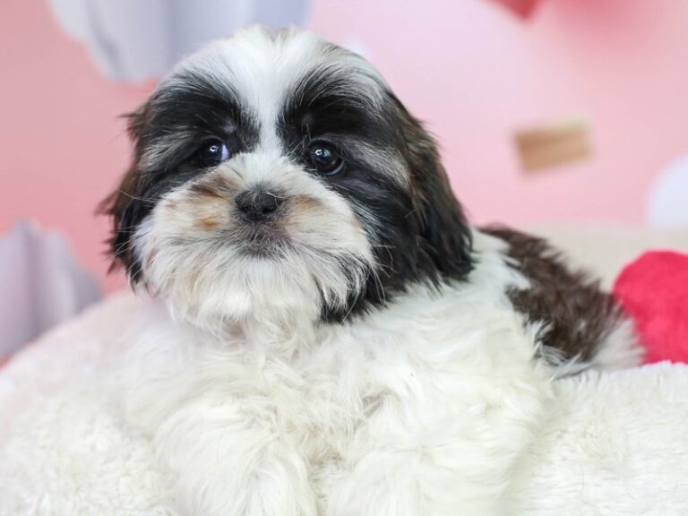 Shih Tzu