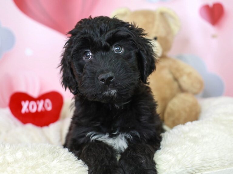 Aussiedoodle