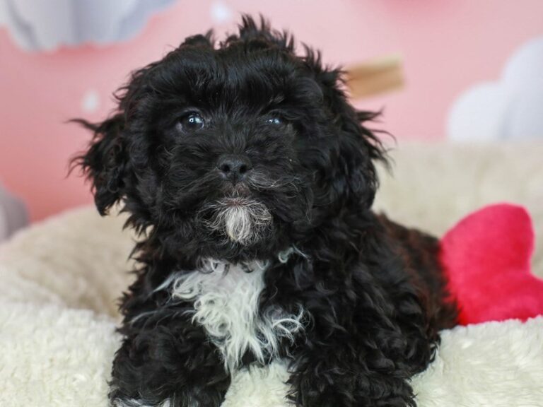 Shih Poo