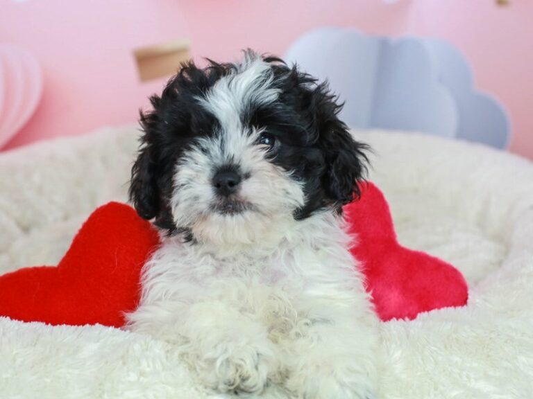 Shih Poo