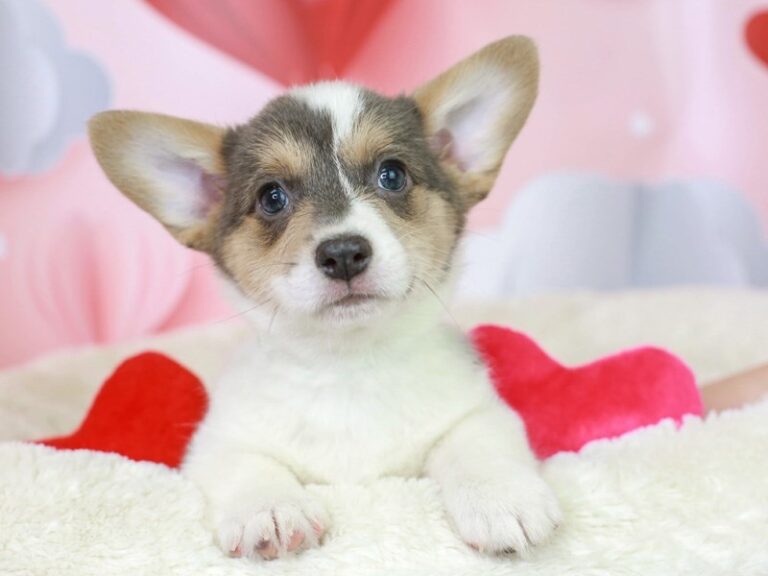 Pembroke Welsh Corgi