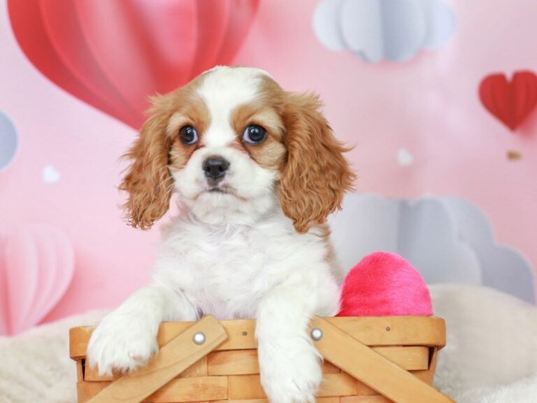 Cavalier King Charles