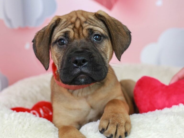 Bullmastiff