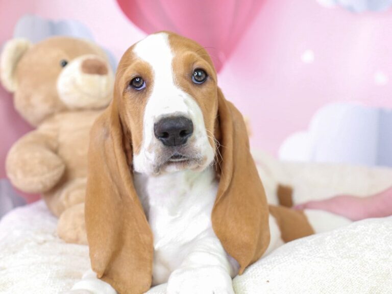 Basset Hound