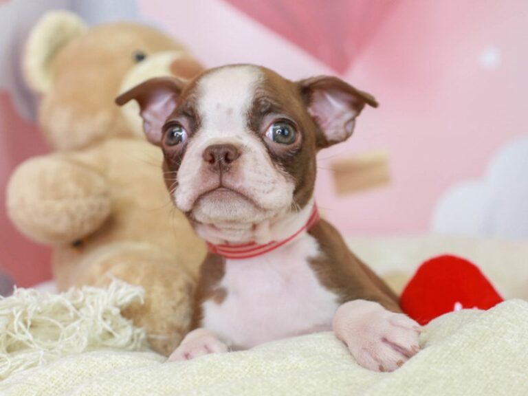 Boston Terrier