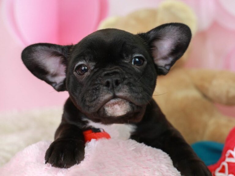 French Bulldog