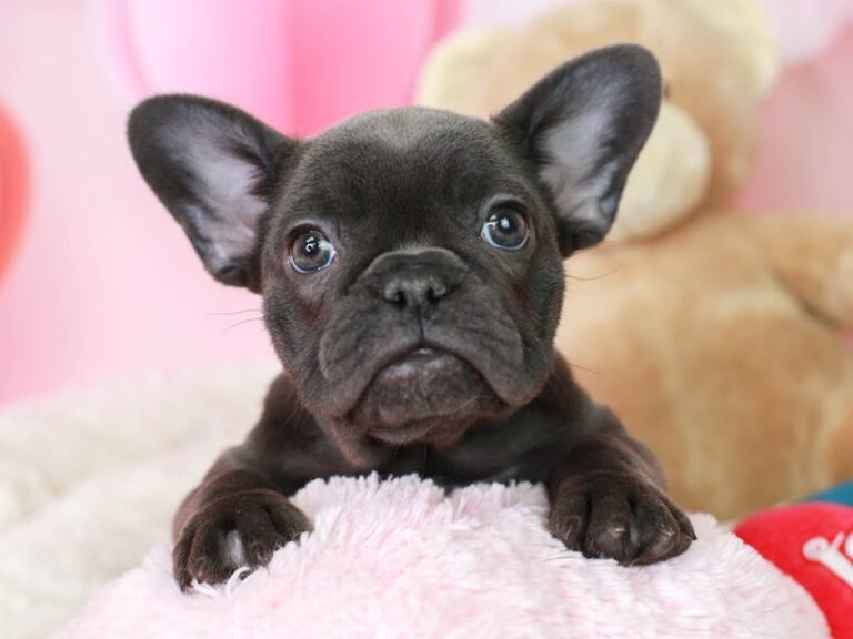 French Bulldog