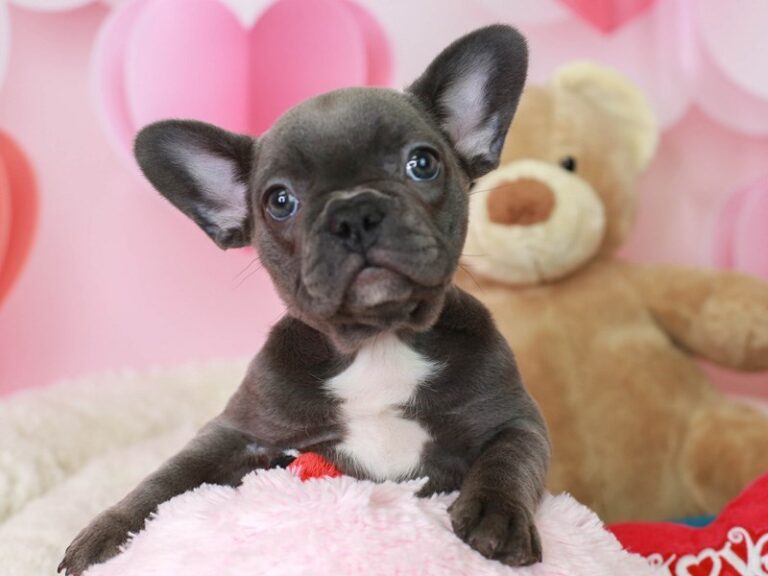 French Bulldog