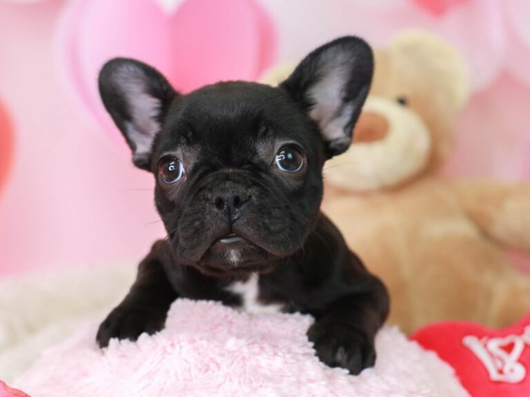French Bulldog