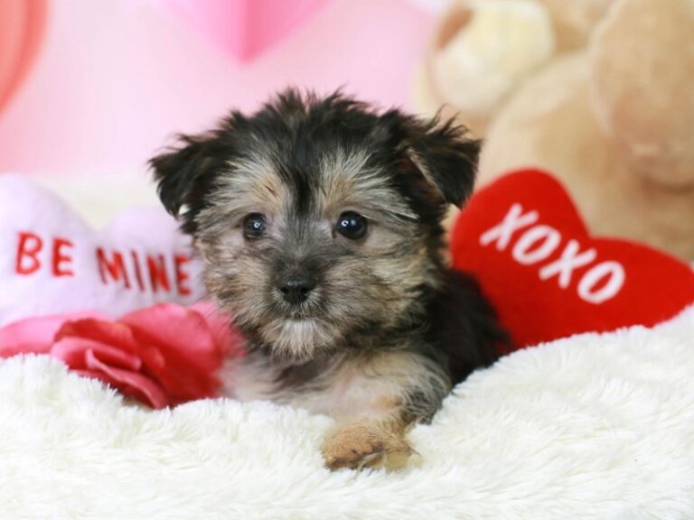 Morkie