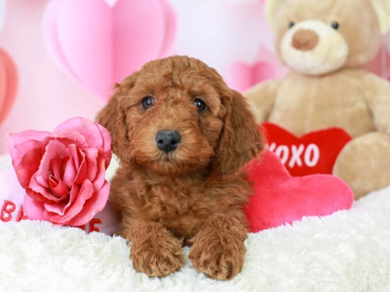 Mini Goldendoodle