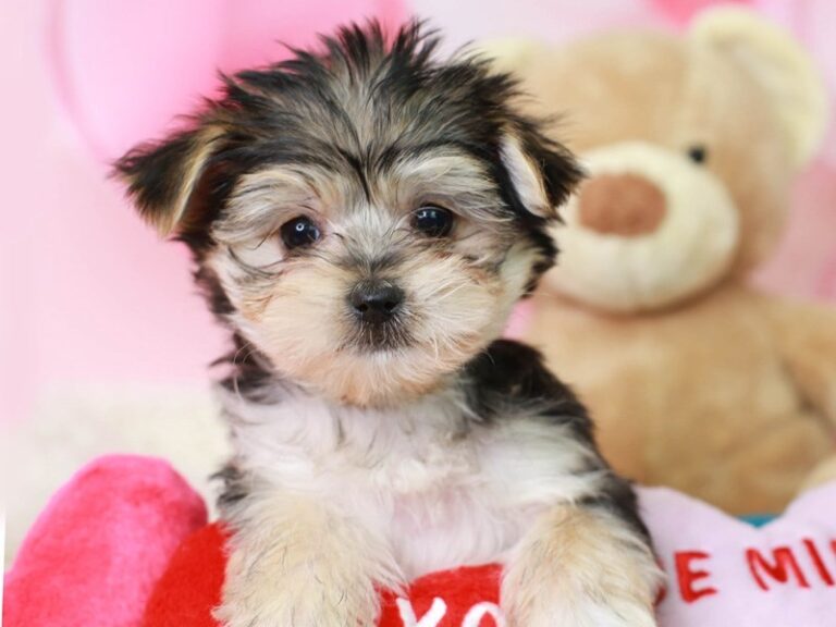 Morkie