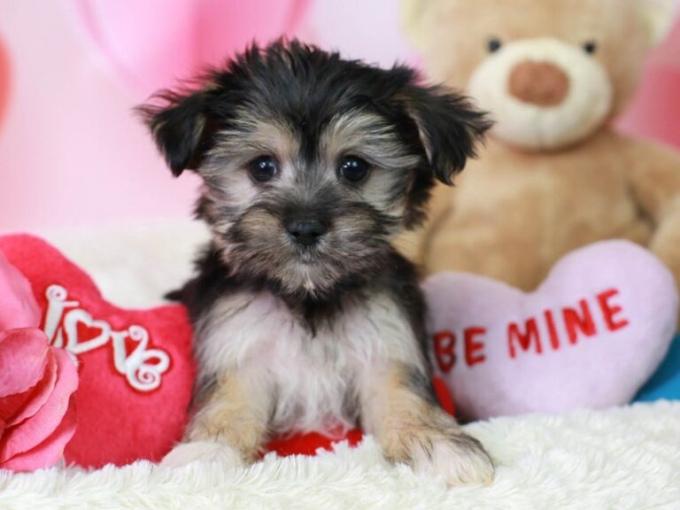 Morkie