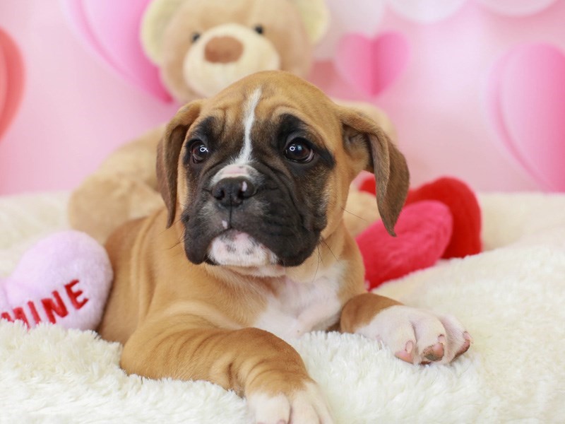 Valley Bulldog-Male--2999067-Animal Kingdom | Puppies N Love