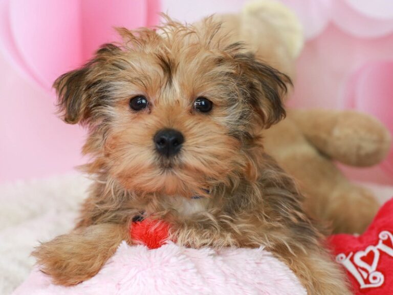 Morkie