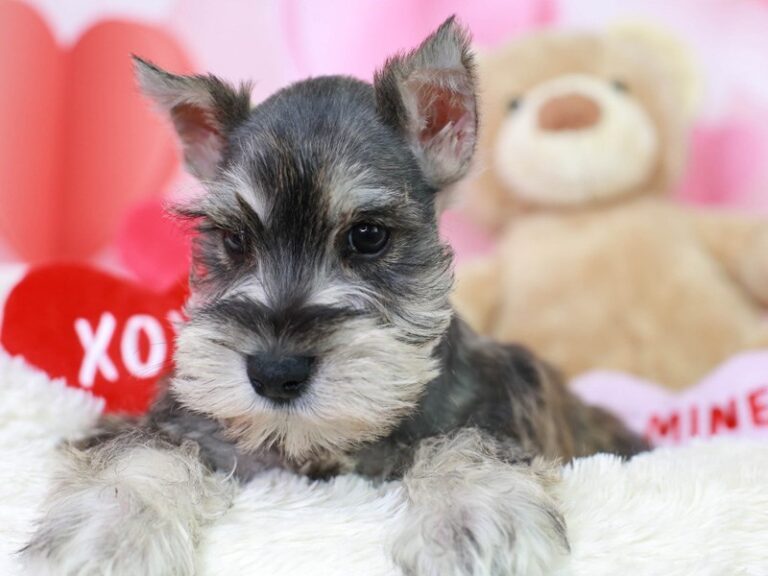 Mini Schnauzer