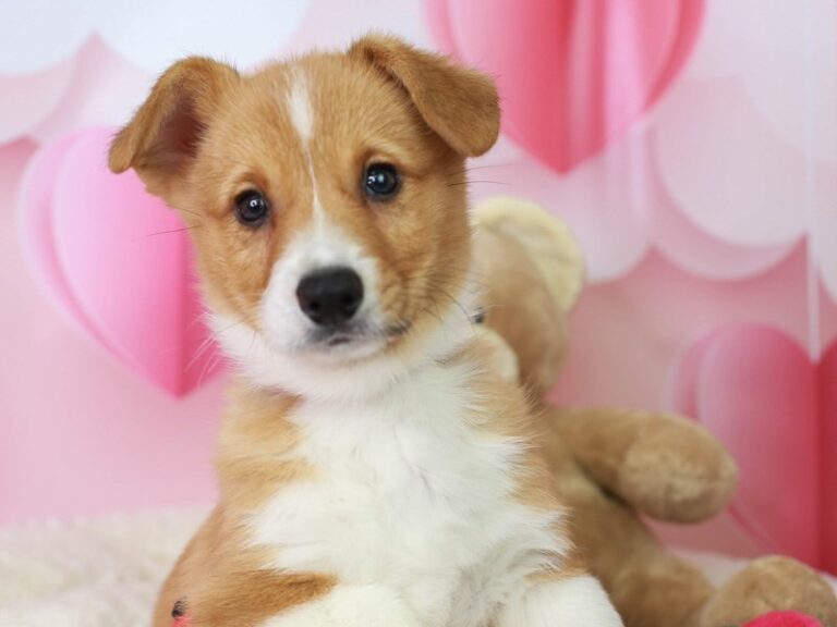 Pembroke Welsh Corgi