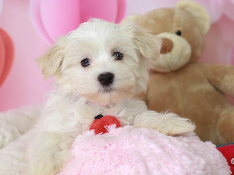 Morkie