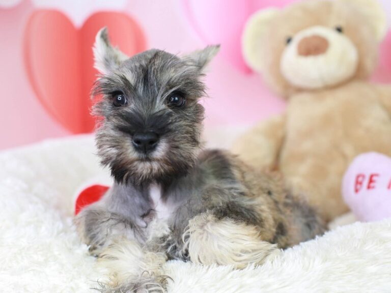 Mini Schnauzer