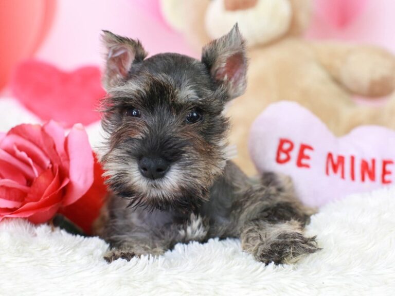 Mini Schnauzer