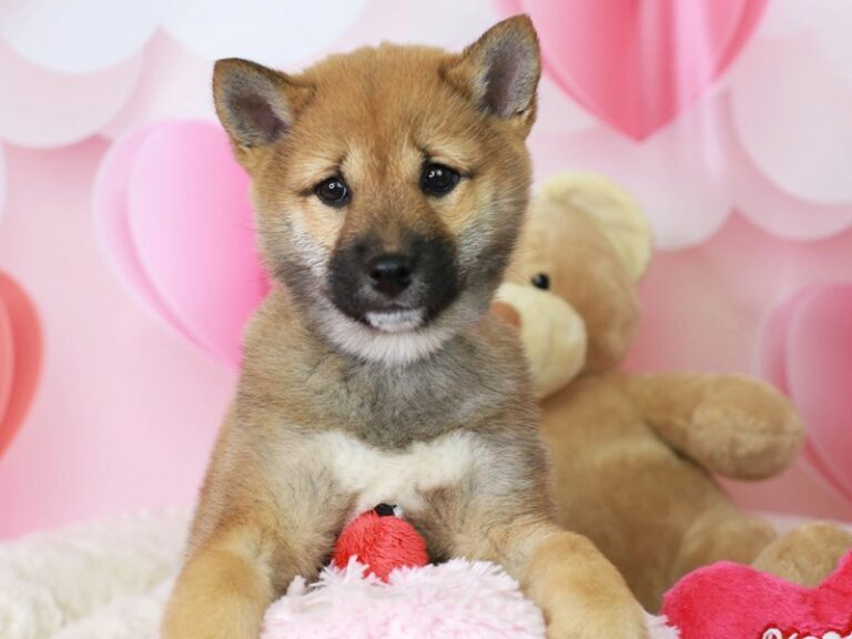Shiba Inu