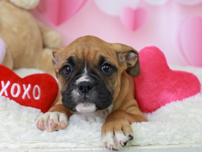 Valley Bulldog-Female--2999072-Animal Kingdom | Puppies N Love