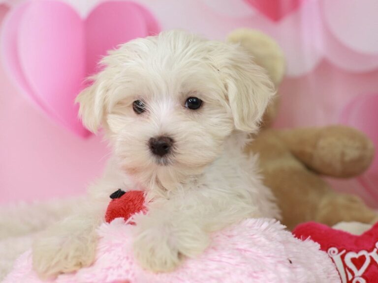 Morkie