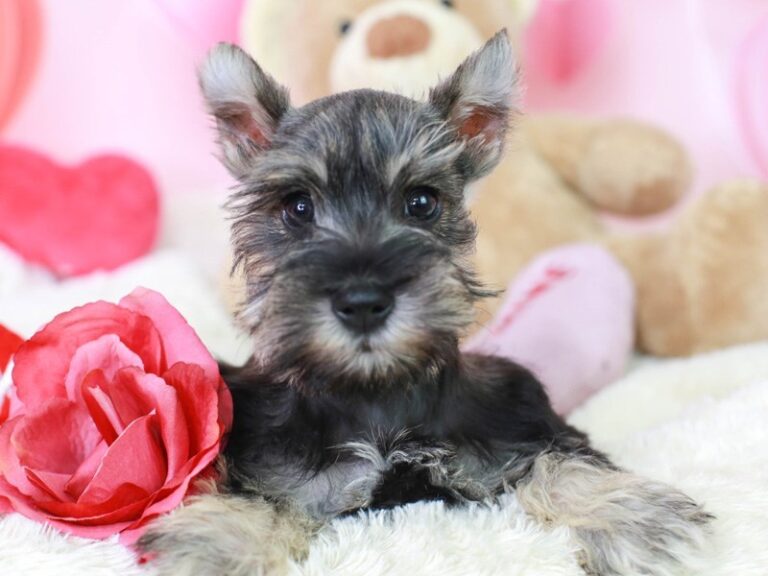 Mini Schnauzer