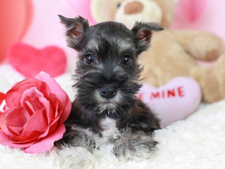 Mini Schnauzer